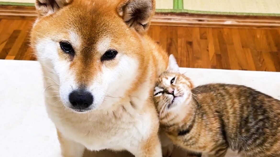 猫たちは柴犬の毛に顔を埋めたりペシペシしたりで甘え方が可愛すぎます