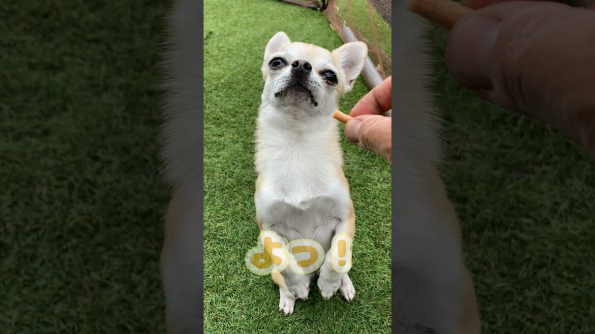 スムースコートチワワ きな子ちゃん ベックからの～ヨ、ヨ、ヨシ！ #Shorts #dog