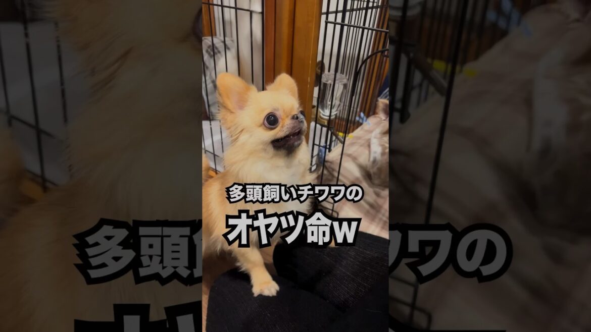 【多頭飼いチワワのおやつに夢中】