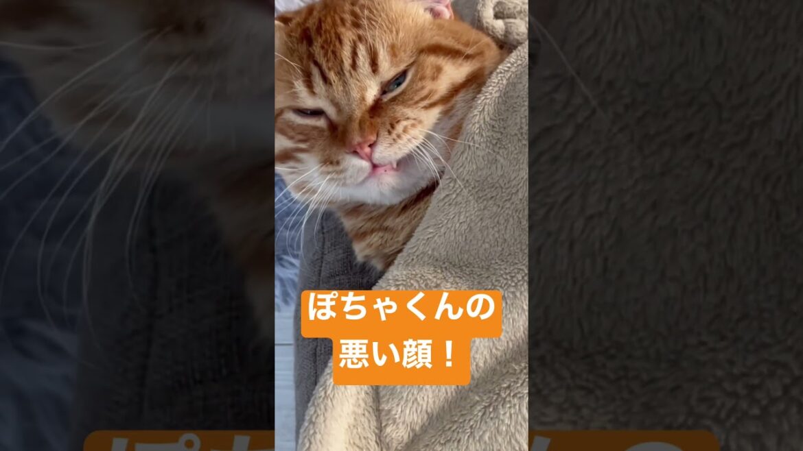 悪い顔をする猫。 #shorts
