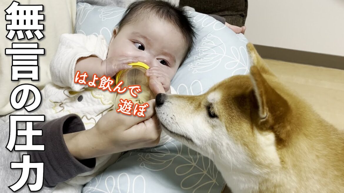ミルク飲んでる赤ちゃんに構って欲しくて無言の圧力をかける柴犬