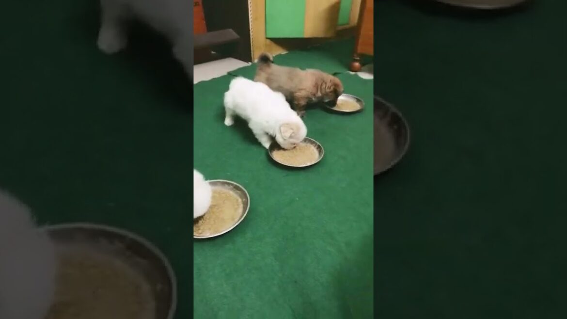 Lhasa apso puppies dinner Time #lhasaapsopuppy #shorts #puppy