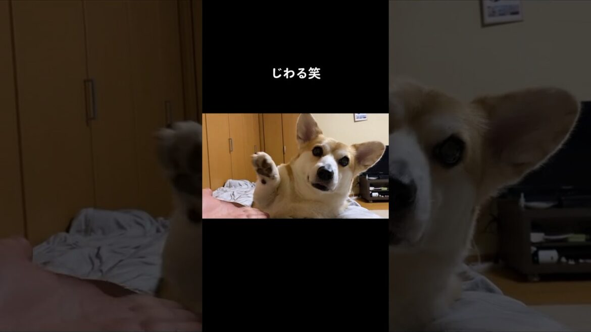 無言おて #コーギー #くきたん