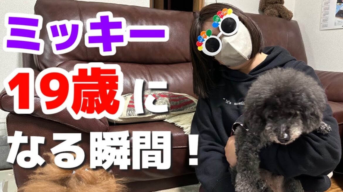 【トイプードル 19歳】ミッキー19歳になる瞬間！！おめでう！ ＃シニア犬