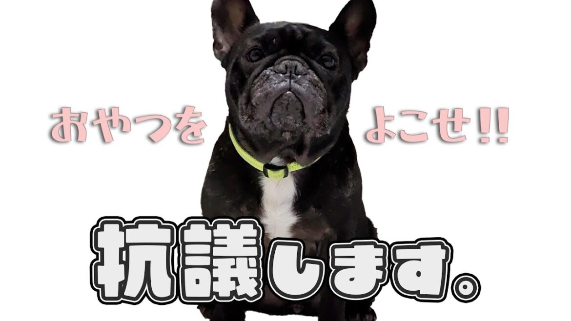 【飼い主に告ぐ‼︎】おやつをいっぱい食べたくて座り込みをするフレブル