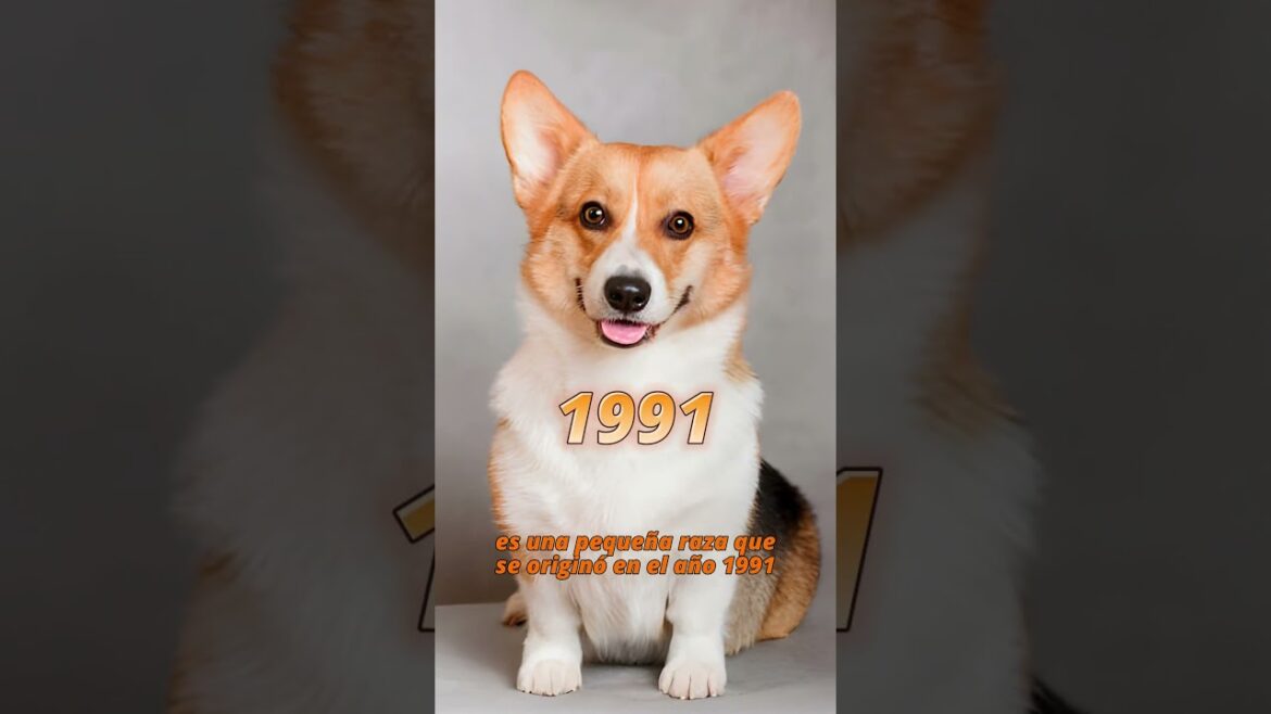 🐕 Las 10 razas de perros mas nuevas que existen #perros