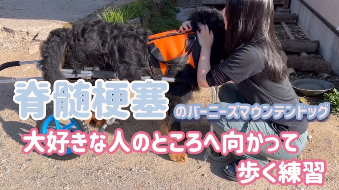 【脊髄梗塞】大好きな人がいる場所へ向かうバーニーズマウンテンドッグ