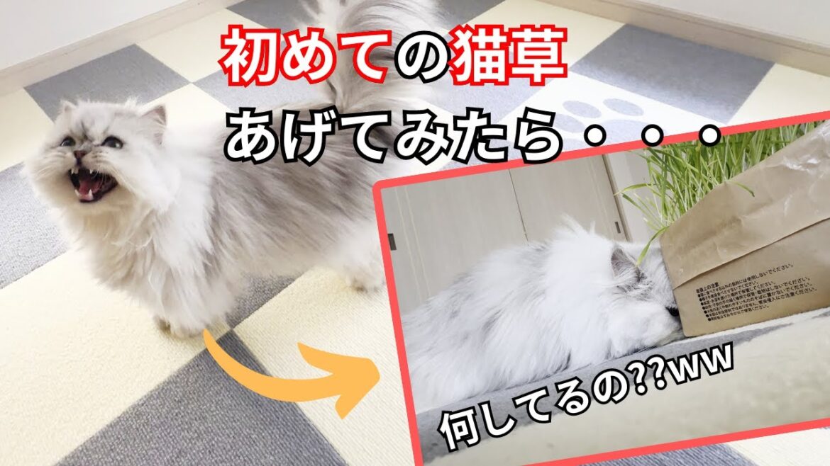 【ペルシャ猫】初めての猫草　上手く食べれるかな・・・？