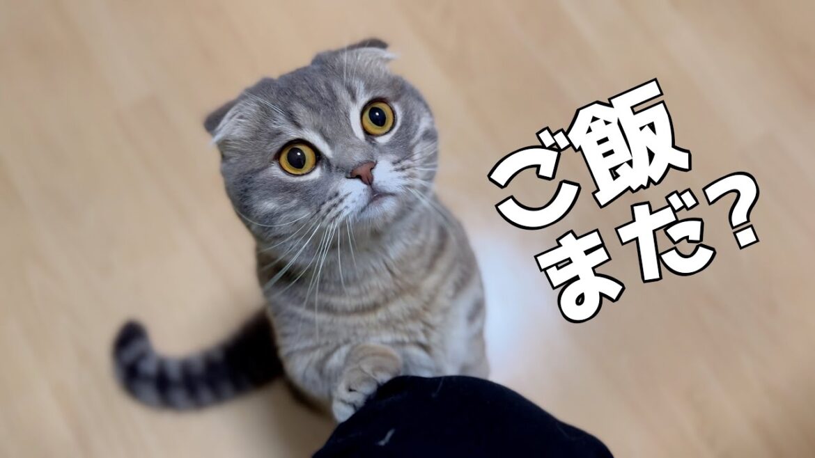 ご飯が欲しくて甘えたり怒ったり忙しい猫がこちらです[マンチカンの銀時]