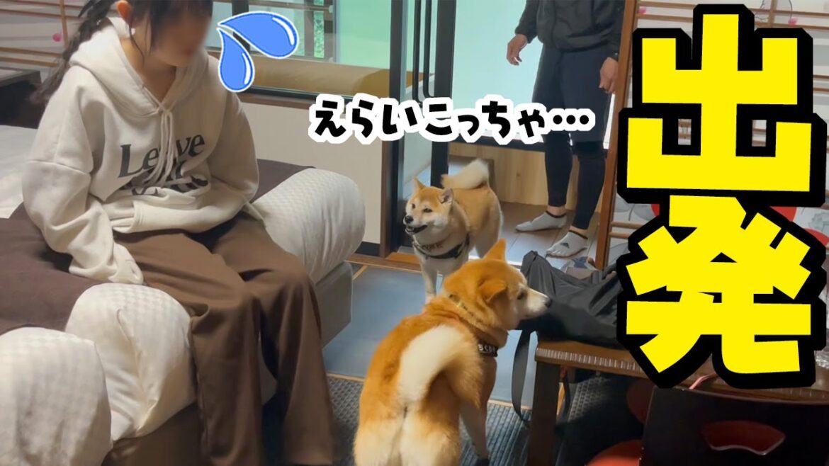 柴犬姉妹と初めての家族旅行へ…初っ端からえらいこっちゃになりました