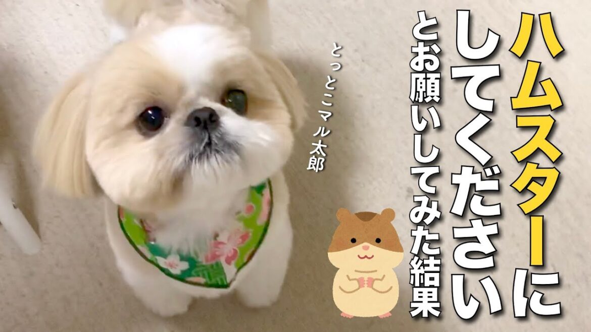 【シーズー】トリミングで、ハムスターにしてください…とお願いしてみた結果 www（今日のオトンクッキングは、我が家の節約メニュー！オムそば編）【322】