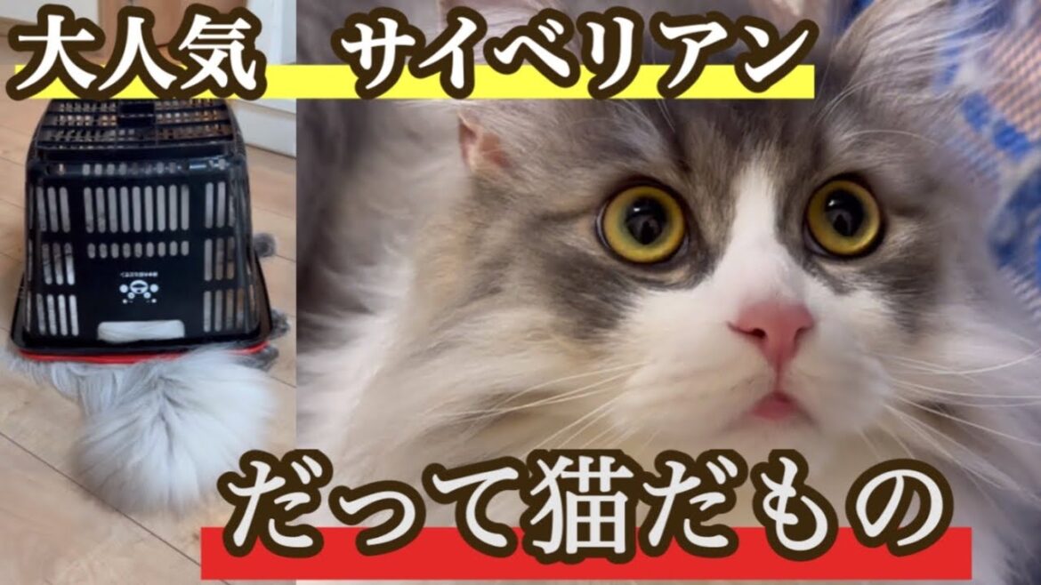 何でこんなにカゴが好き？　もふもふのサイベリアンの三つ子たち　大型猫種の長毛猫　毎日癒される日々