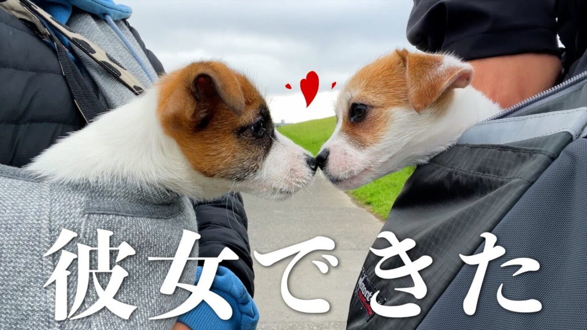抱っこ散歩を始めたら子犬に彼女ができました/ジャックラッセルテリア