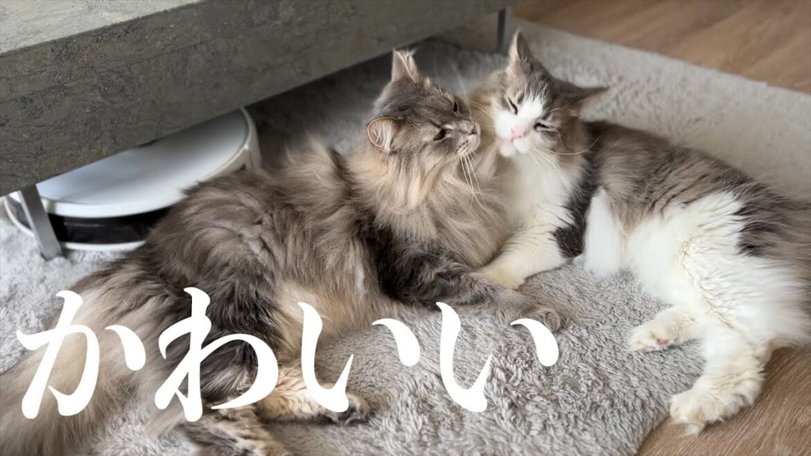 もふもふ猫が毛繕いをしあってる姿が可愛すぎて平和でした ノルウェージャンフォレストキャット