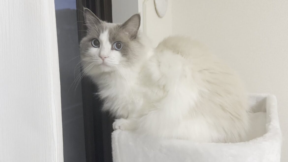 ラグドール猫が大好きなキャットタワーを使ってくれなくなりました…. ラグドール猫が大好きなキャットタワーを使ってくれなくなりました….