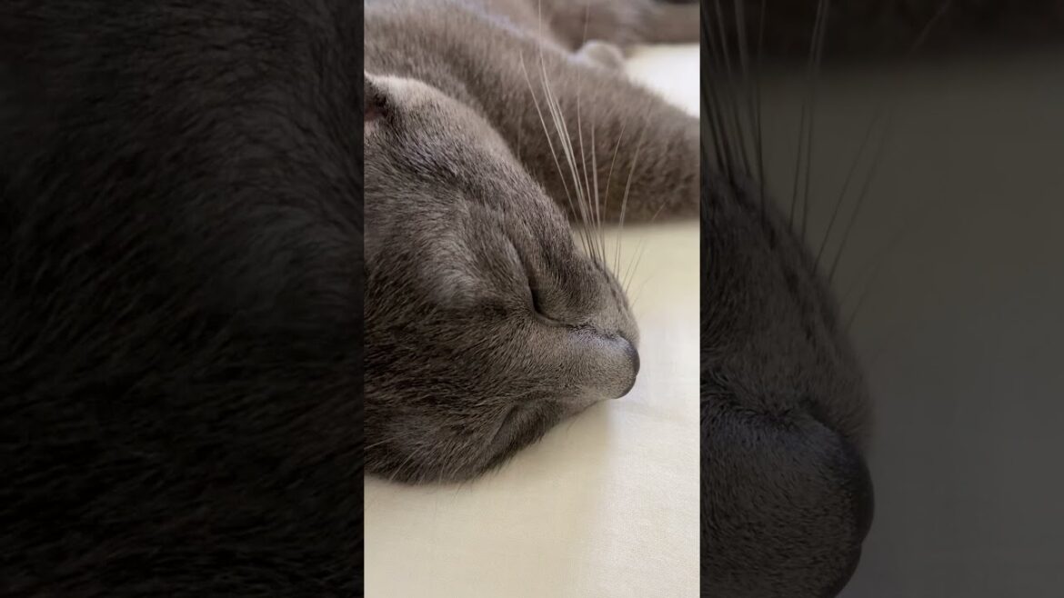 Cat fell asleep after getting tired of playing #shorts