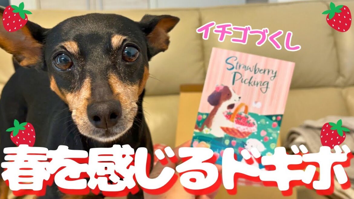 【4月号】DoggyBoxを開けたらシェリの成長が見れました【ミニピン】
