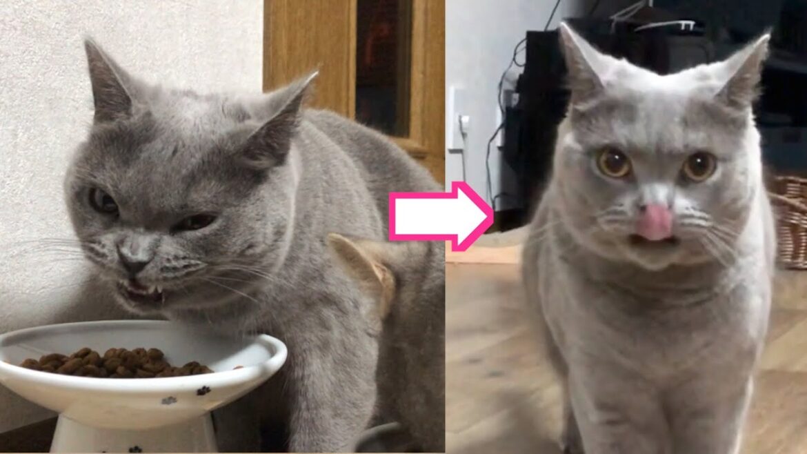 餌の時間が恋しすぎるシャルトリューのまるちゃんw 餌の時間が恋しすぎるシャルトリューのまるちゃんw