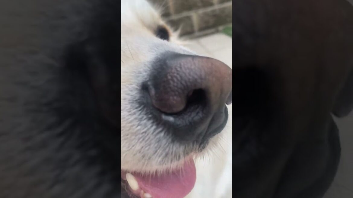 鼻！#ゴールデンレトリバー #鼻テロ#イッヌ