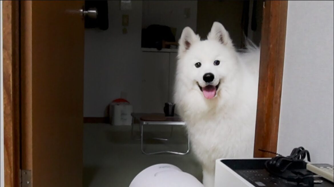寝る時間になると寝室にきて寝る準備をする犬がかわいすぎました…【サモエド】 寝る時間になると寝室にきて寝る準備をする犬がかわいすぎました…【サモエド】