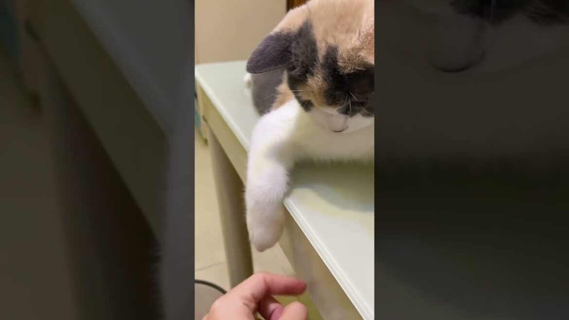 It's my leg not toy 😂😂 see  cat reaction 🐈😺 #kitty#funny#shorts#love