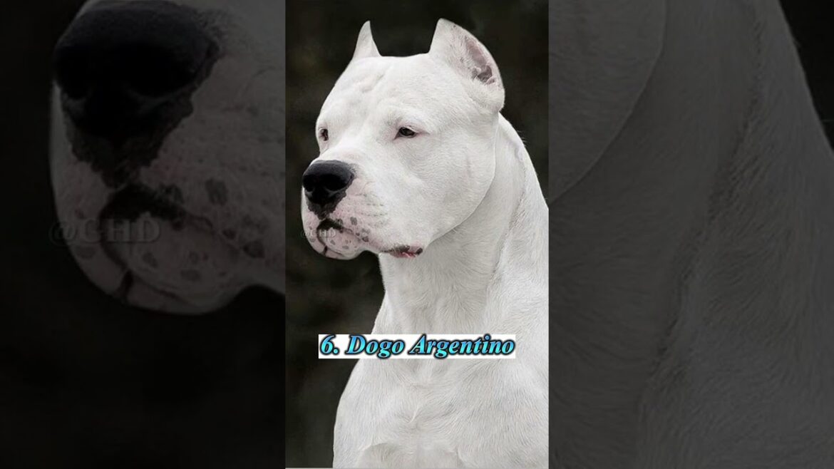 12 Most Deadliest Dog Breeds in the World 🥵🔥 #shorts 12 Most Deadliest Dog Breeds in the World 🥵🔥 #shorts