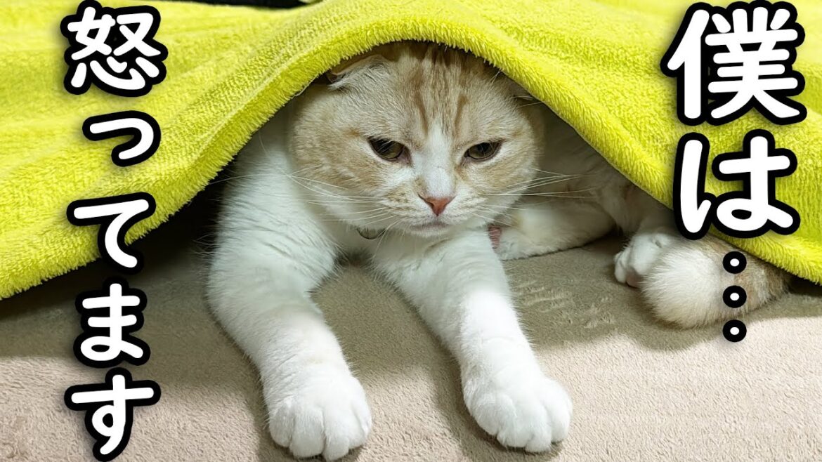 僕は怒ってます...