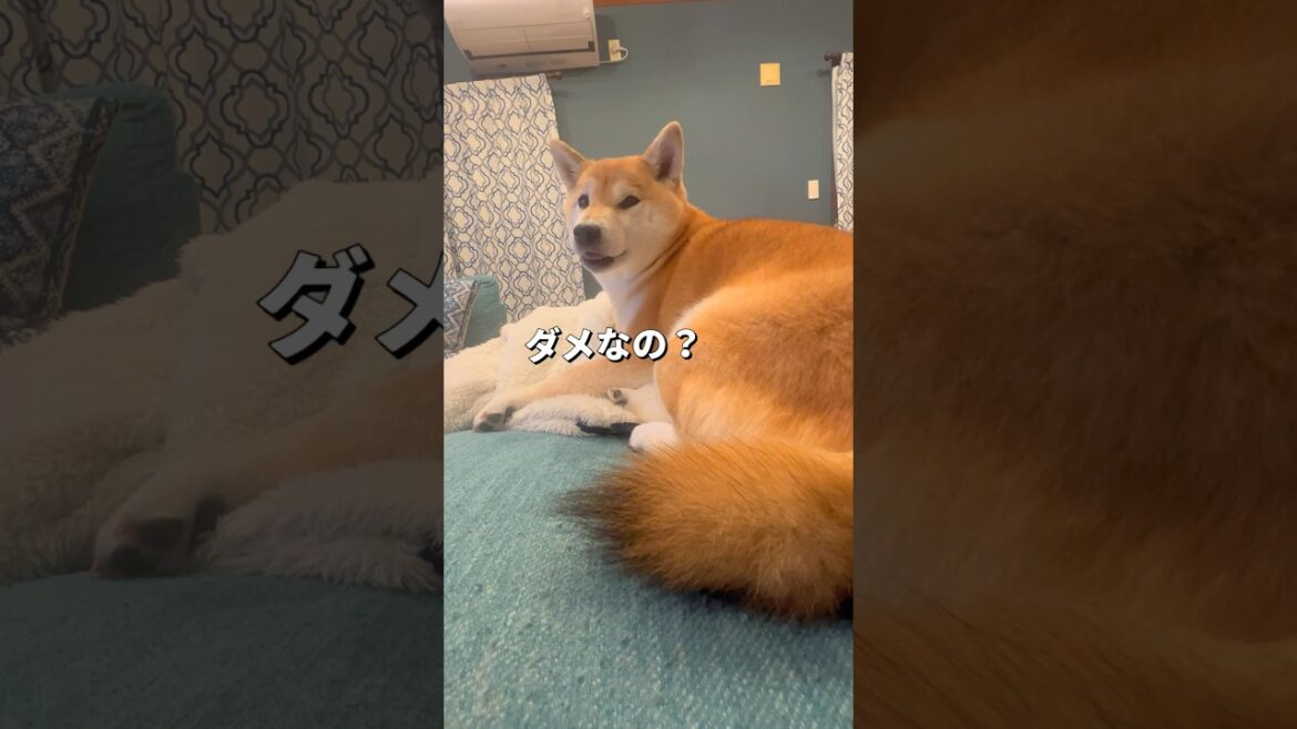 ポンの尻尾🐶#柴犬 #shiba #shorts
