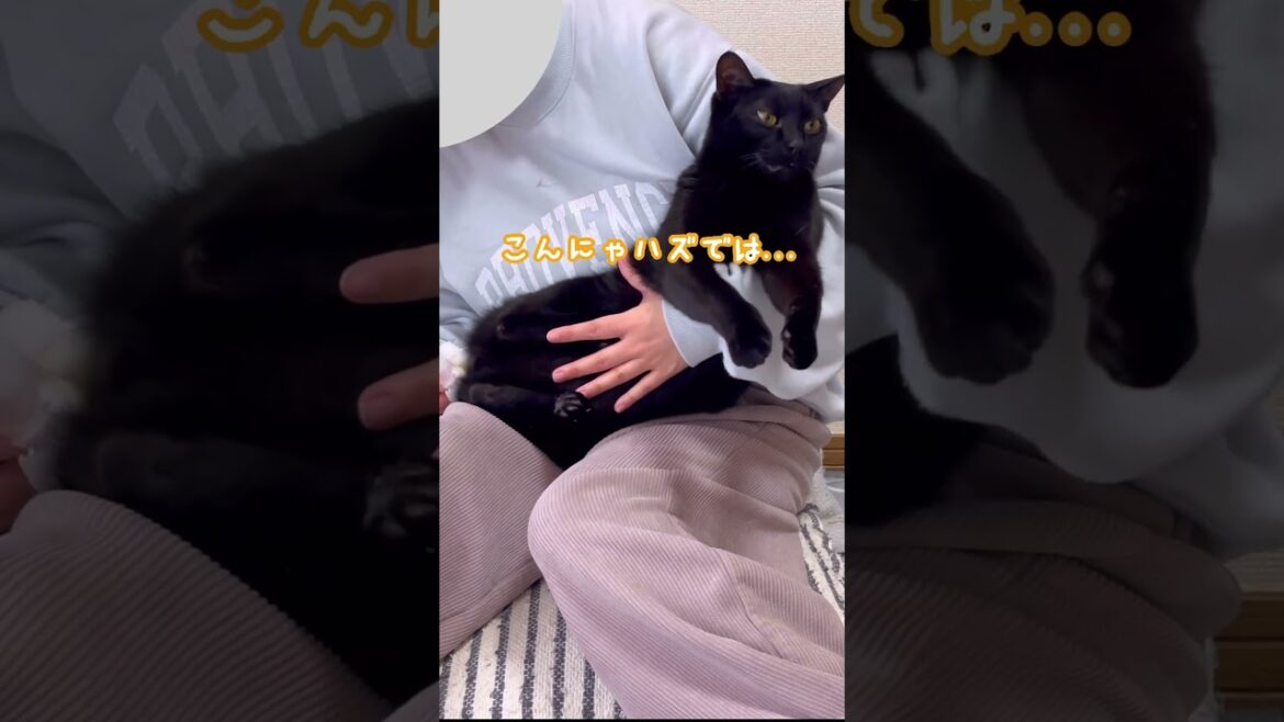 朝からこんにゃハズでは...って顔になるクロちゃん