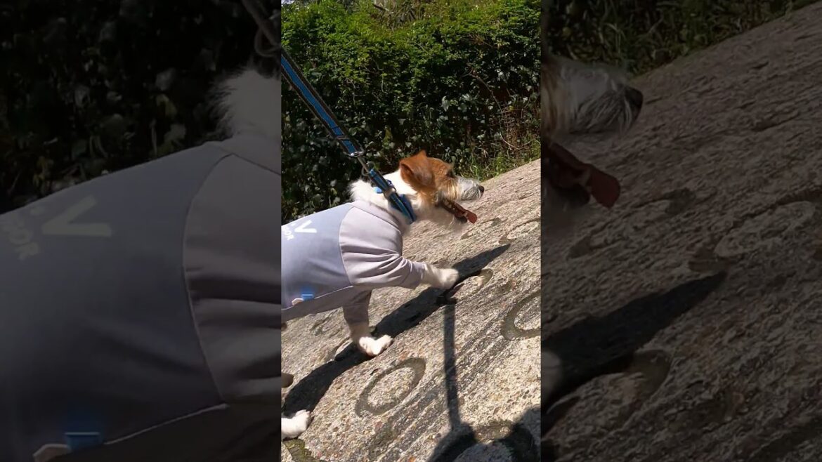 日本一の坂でおやつを食べる#ジャックラッセルテリア #jackrussellterrier #shorts