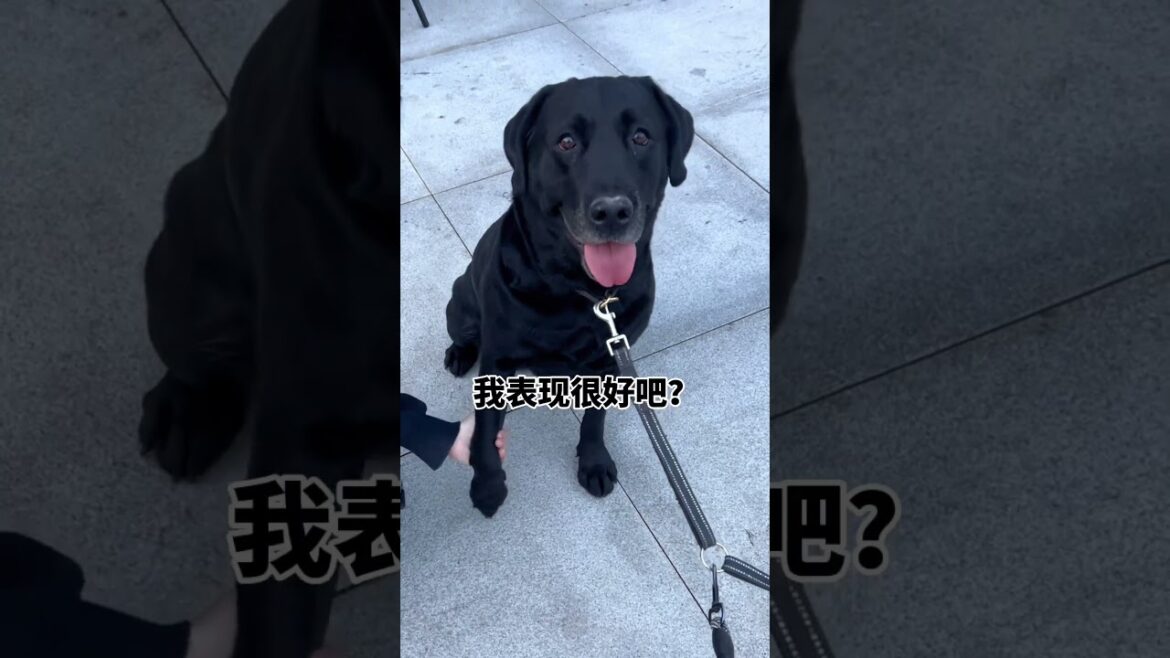 原来小女狗也喜欢漂亮小姐姐! 我带它经过咖啡店,它盯着人家看了好久,小姐姐看到忍不住出来回应了它的热情!#拉布拉多 #养狗的乐趣