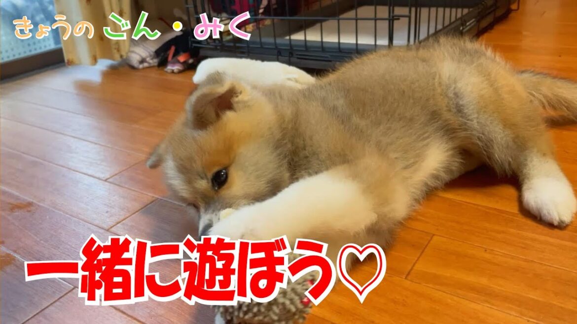 仔犬を迎えて… 一緒に遊ぼう♡　今日のごん・みく♡　秋田犬【ごん・みく チャンネル】