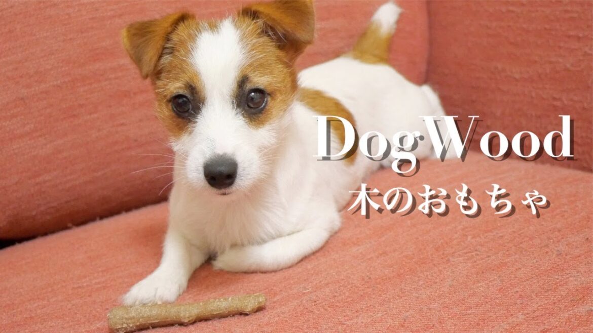 やっぱりうちの子もハマりましたw/ジャックラッセルテリア/puppy/ウッディータフスティック