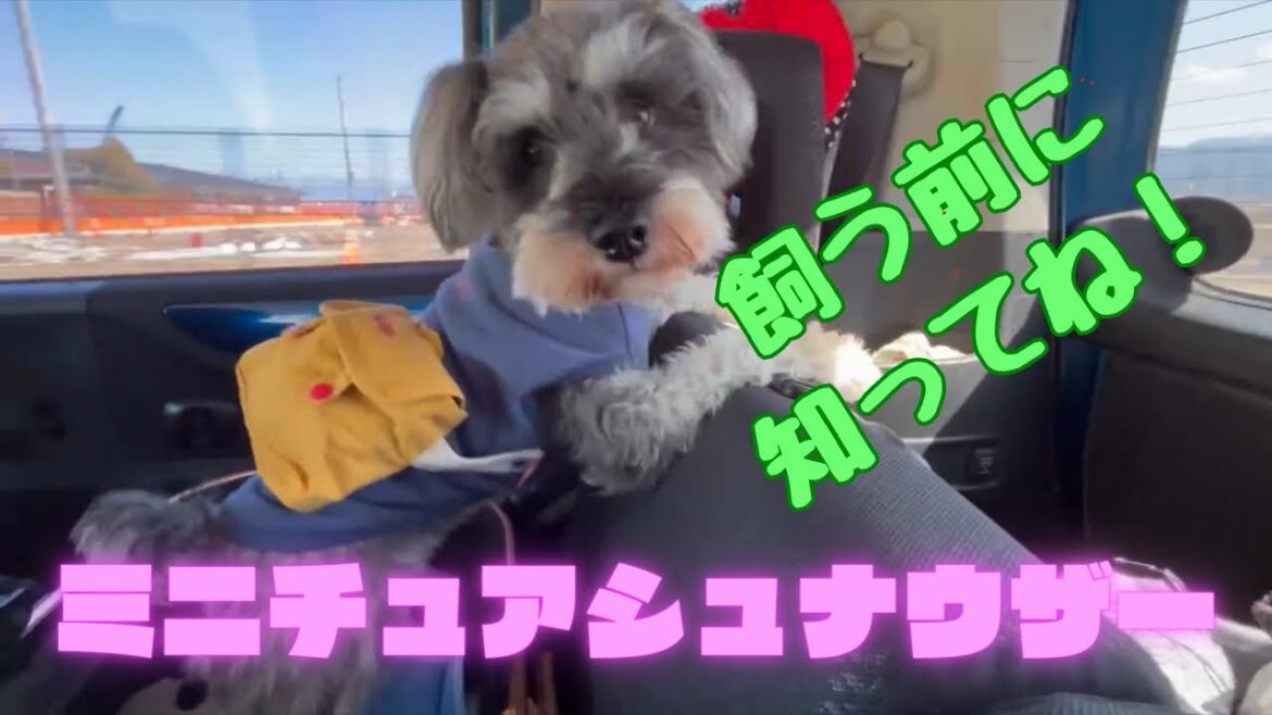 ミニチュアシュナウザーを飼う前に知って欲しい事5選