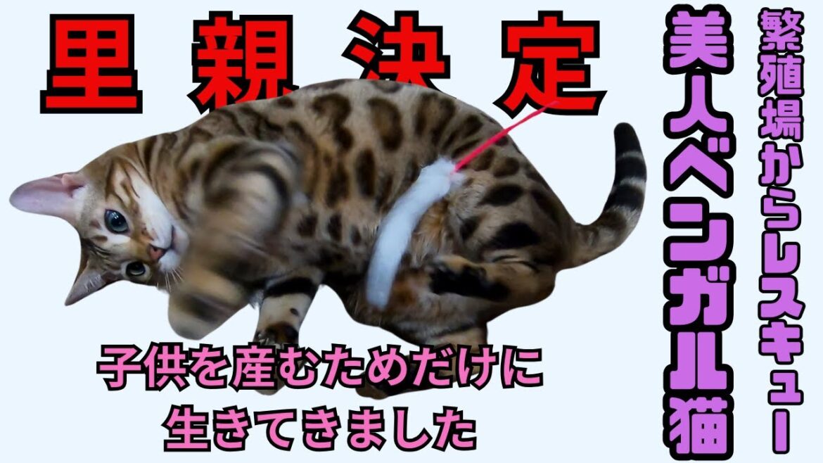 繁殖場からレスキューされたベンガル猫人懐っこい子やビビりでも里親決定（保護猫カフェ猫の木）十三駅　Bengal cat rescued from breeding farm