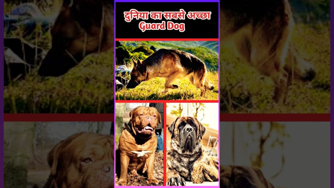 Top 10 Best Guard Dog In The World 🥺||#shorts #trending Top 10 Best Guard Dog In The World 🥺||#shorts #trending