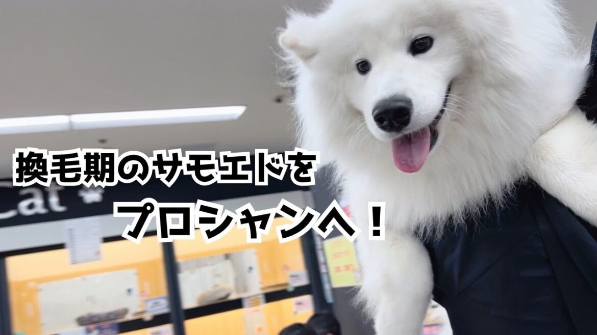 【サモエド】プロシャン後のモフモフ具合が最高すぎる