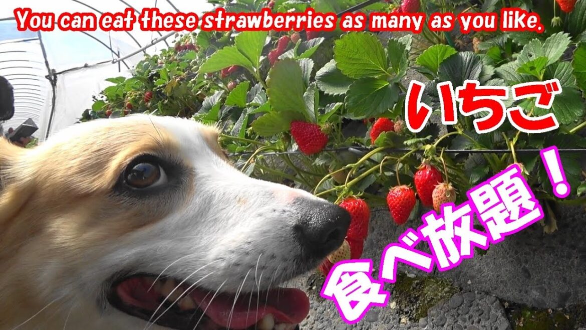 コーギーと一緒に苺狩り　You(Corgis) can eat these strawberries as many as you(corgis) like.