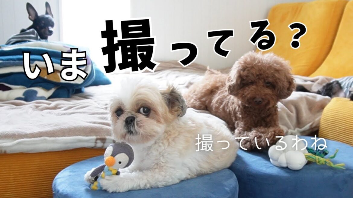 撮られている自覚があるイッヌwww～多頭飼い～チワワ・シーズー・ミニチュアピンシャー・トイプードル