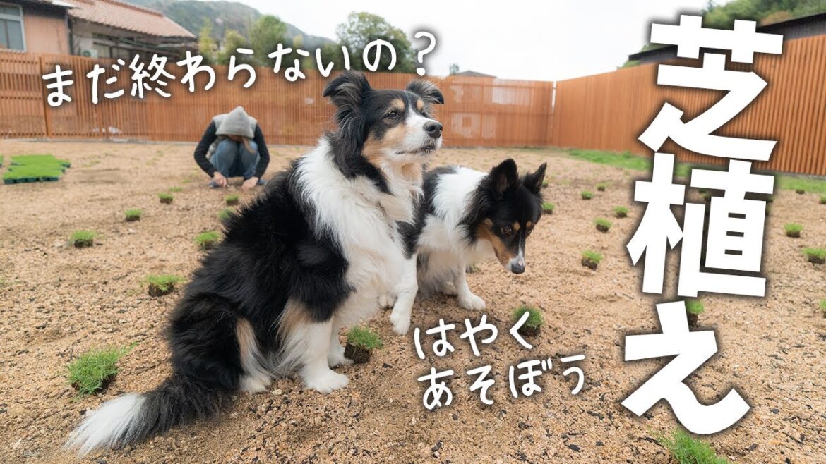 お庭ドッグランの芝生植え!先はまだまだ長い・・・ | ボーダーコリーとオーストラリアンシェパード お庭ドッグランの芝生植え!先はまだまだ長い・・・ | ボーダーコリーとオーストラリアンシェパード
