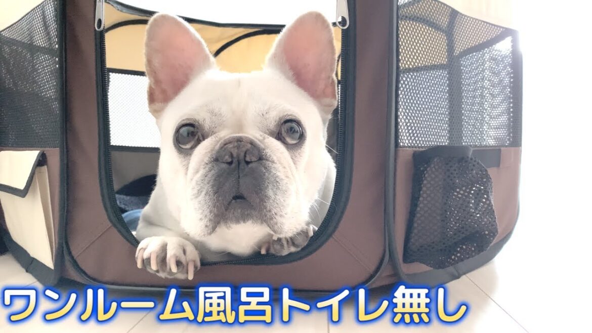 おいどんの新居【フレンチブルドッグ frenchbulldog】
