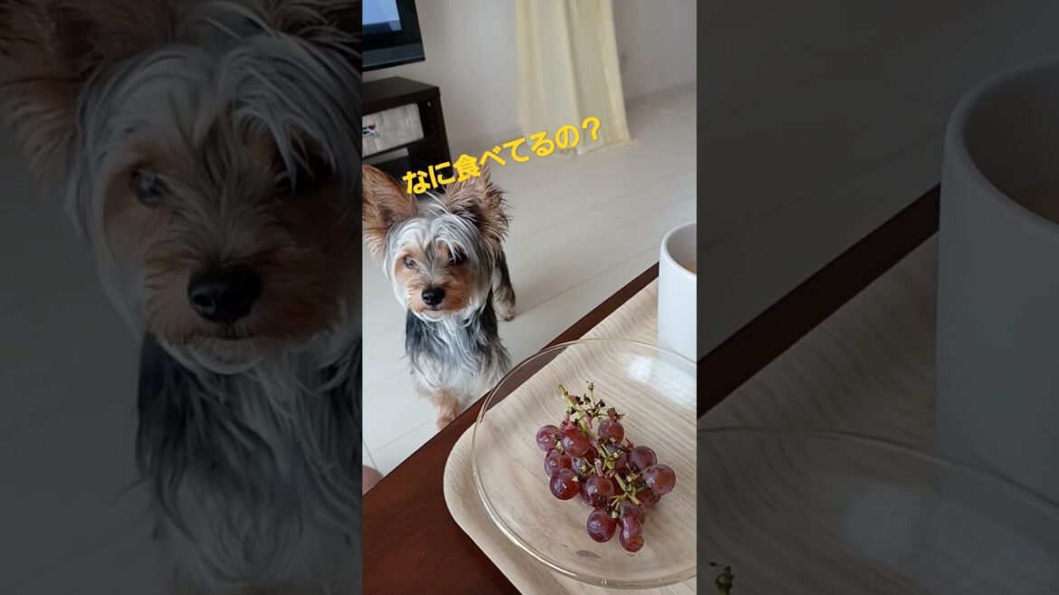 ヨークシャテリアが初めて見る不思議な食べ物‼️#ペット#犬#Shorts ヨークシャテリアが初めて見る不思議な食べ物‼️#ペット#犬#Shorts