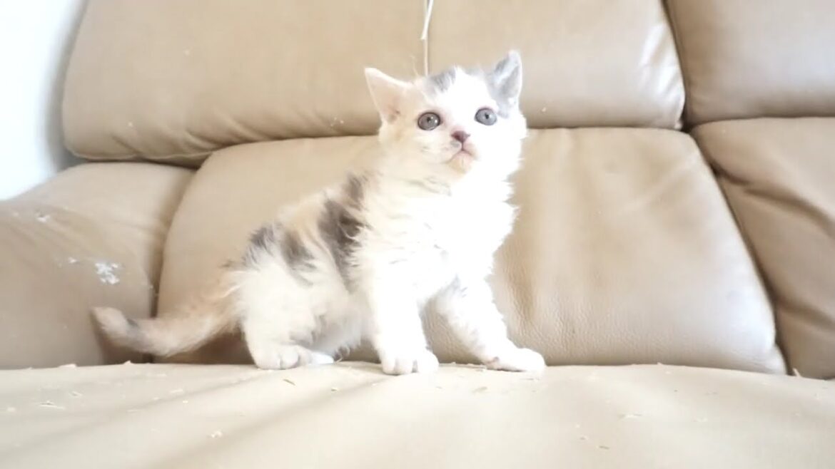 セルカークレックス子猫　2024.2.28産まれ 　ダイリュートキャリコ　パステル三毛　洋三毛猫　　女の子　Selkirk Rex　シーダキャット猫のお店