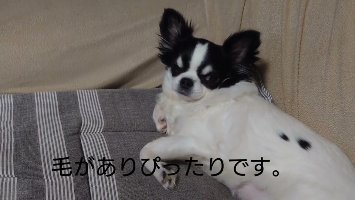 里親になりました。