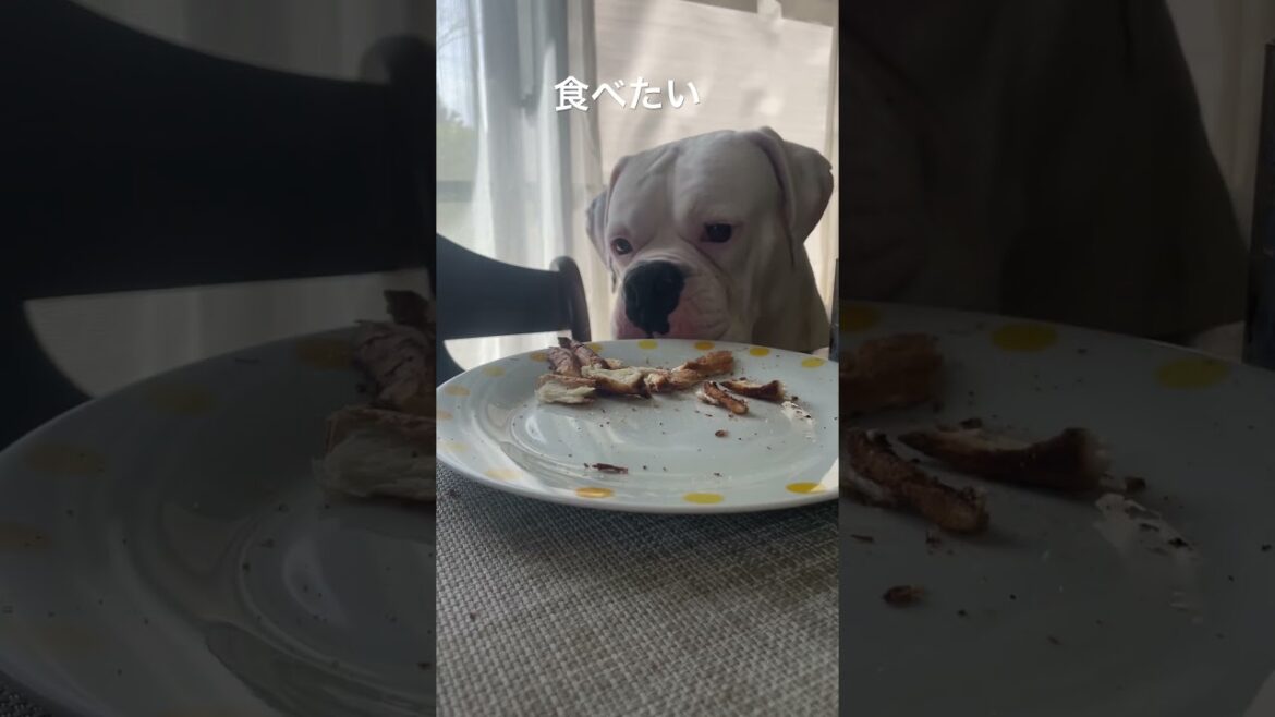 気づいてないうちに‥😋　ボクサー犬