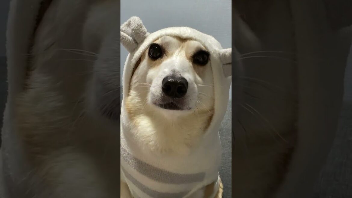 フード絶妙にダサくて愛おしい #dog #cute #animal #くきたん #コーギー