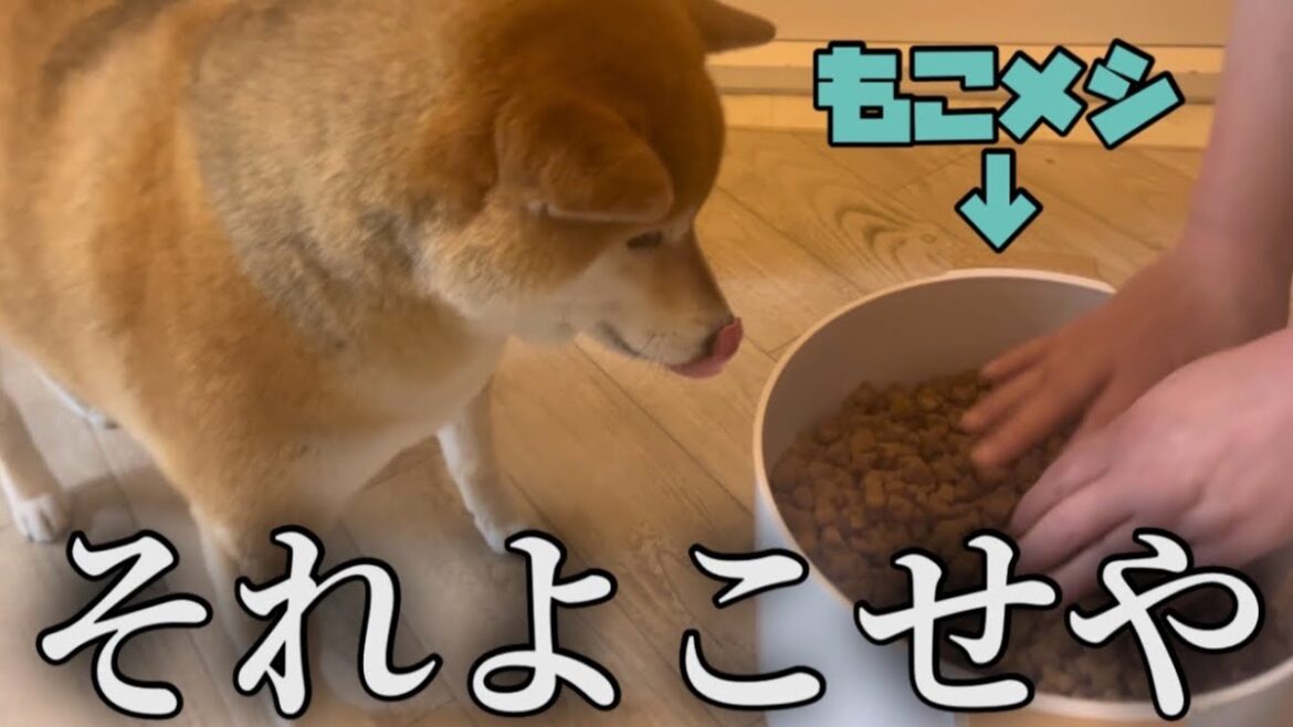【愛犬の食い意地】隙あらばつまみ食いを目論んでいる柴犬