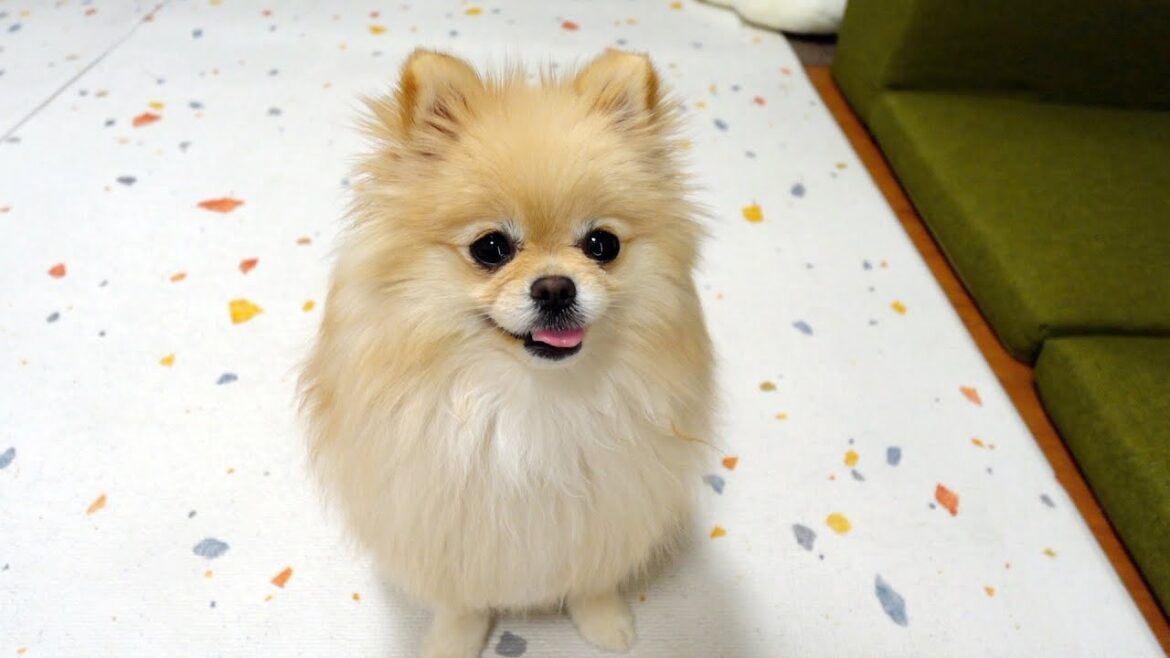 クイズ【何をしている時のポメラニアンでしょうか？】