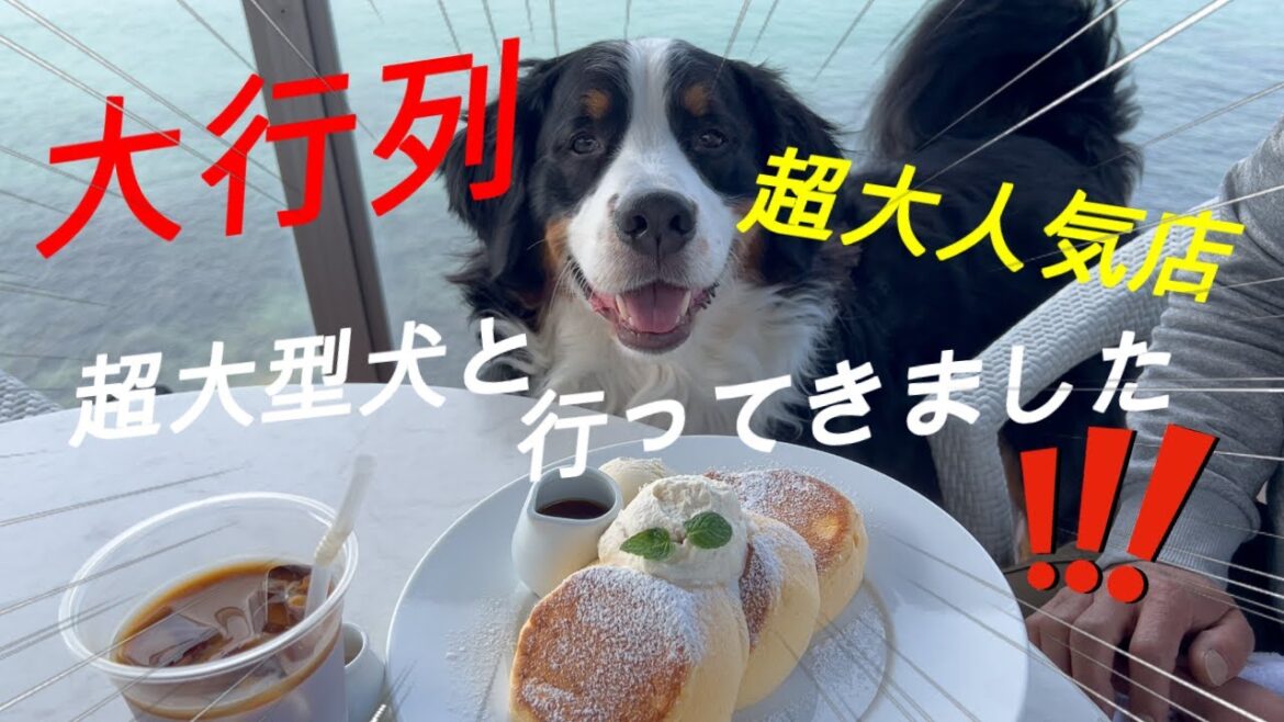【淡路島】若者に大人気の超人気店に中年夫婦と大型犬で行ってきました