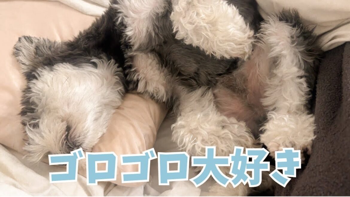 【何もしなくても良い】ダラダラするのに罪悪感を感じるなんておかしい世の中でしょ‼︎プレゼント開封もしたょ🎁